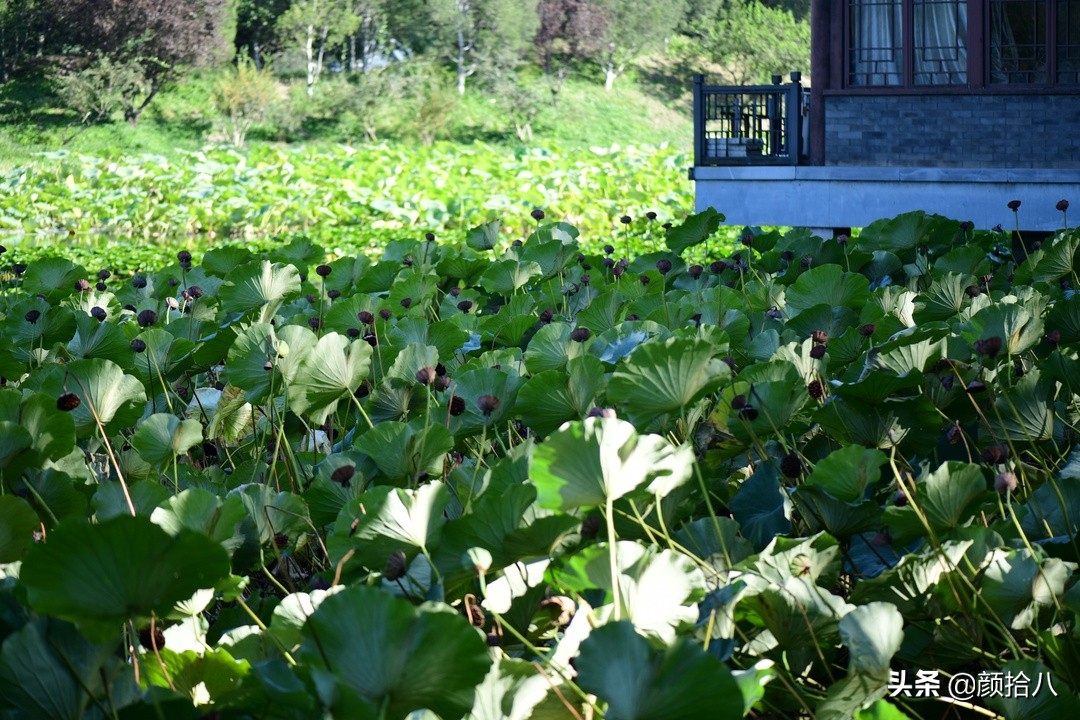 北京圆明园一日游推荐,圆明园秋色如画
