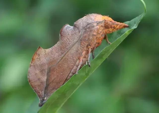 柑橘12月有什么病害虫害,柑橘全年病害虫害最新防治方法