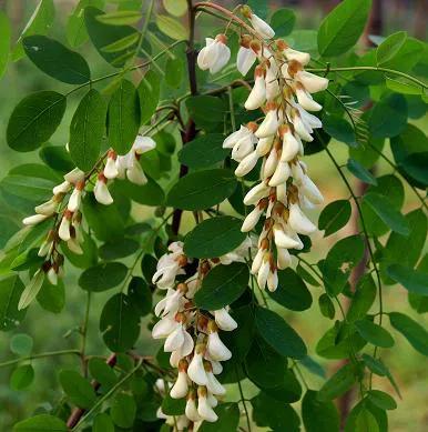 吃槐花想晒干怎么处理,槐花的功效与作用槐花的保存