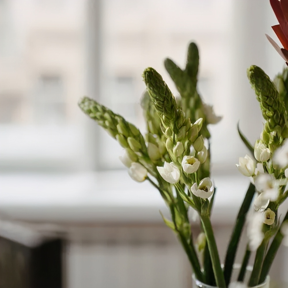 50种花材大全,常用鲜切花品种及图片
