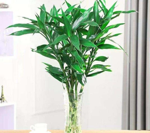 富贵竹怎么才能生根小窍门,富贵竹怎么生根最快最有效
