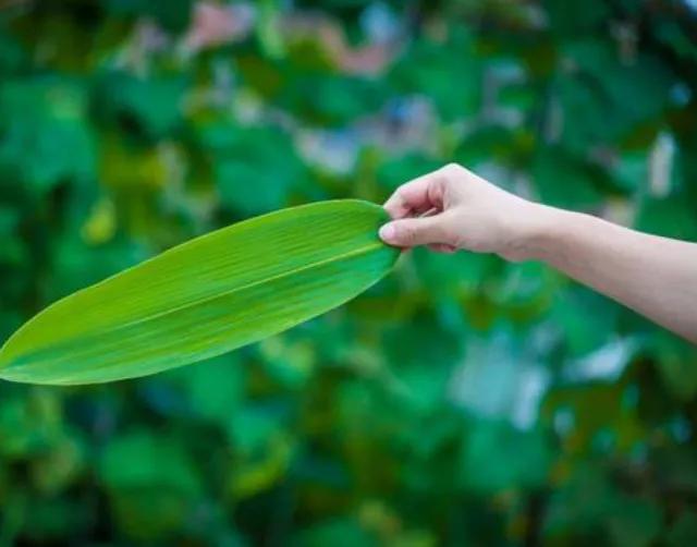 箬竹叶什么粽子最好包,越南箬竹粽子叶