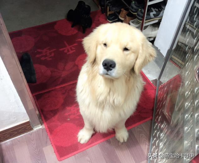 金毛狗狗做错事被抓现行能不能打,金毛做错事该不该打