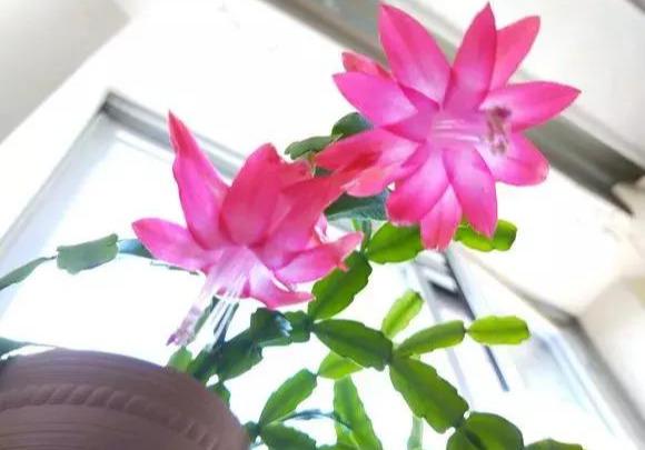 假昙花蟹爪兰仙人指哪个开花期长,仙人指和蟹爪兰的花有什么区别