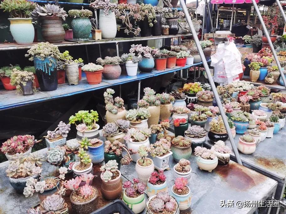 扬州花卉市场大全,扬州西区花卉市场