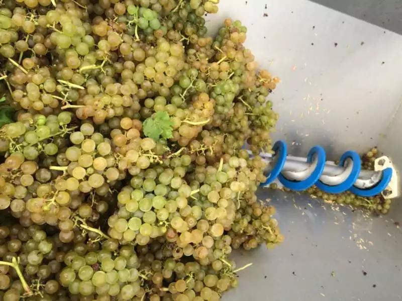 葡萄酒酿造过程需要多长时间,芒康葡萄酒酿造过程