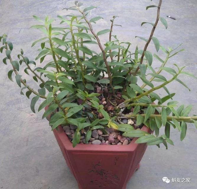 秋石斛兰叶黄了,石斛兰叶子黑尖