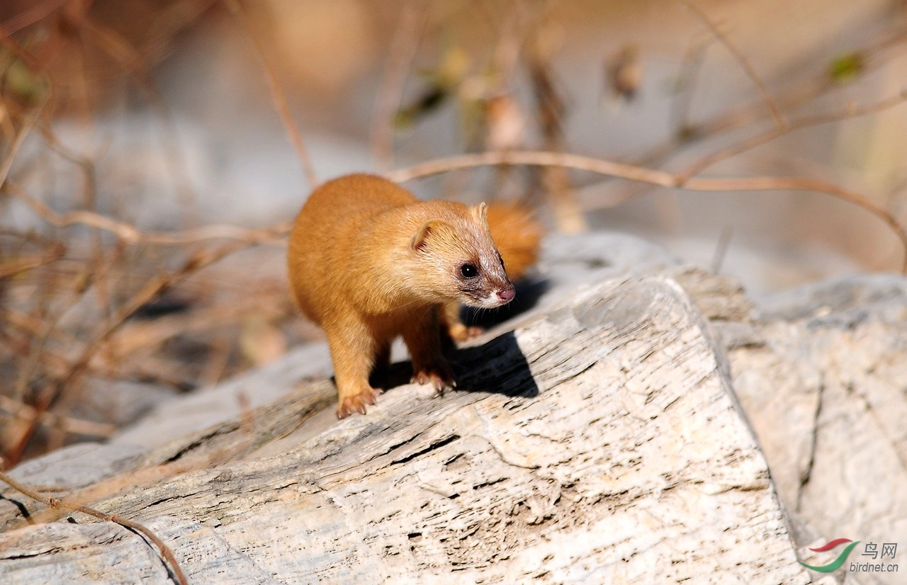 抓黄鼠狼罚960万,21人猎捕1.2万只黄鼠狼判赔近千万