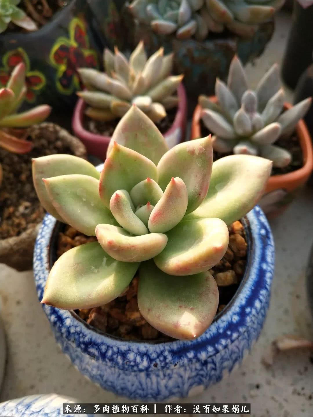 明人不说暗话，我为多肉而来！