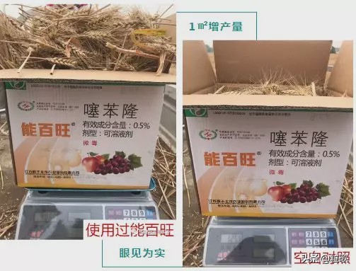 高产小麦示范田的标准及管理,能百旺在作物上一年使用几次