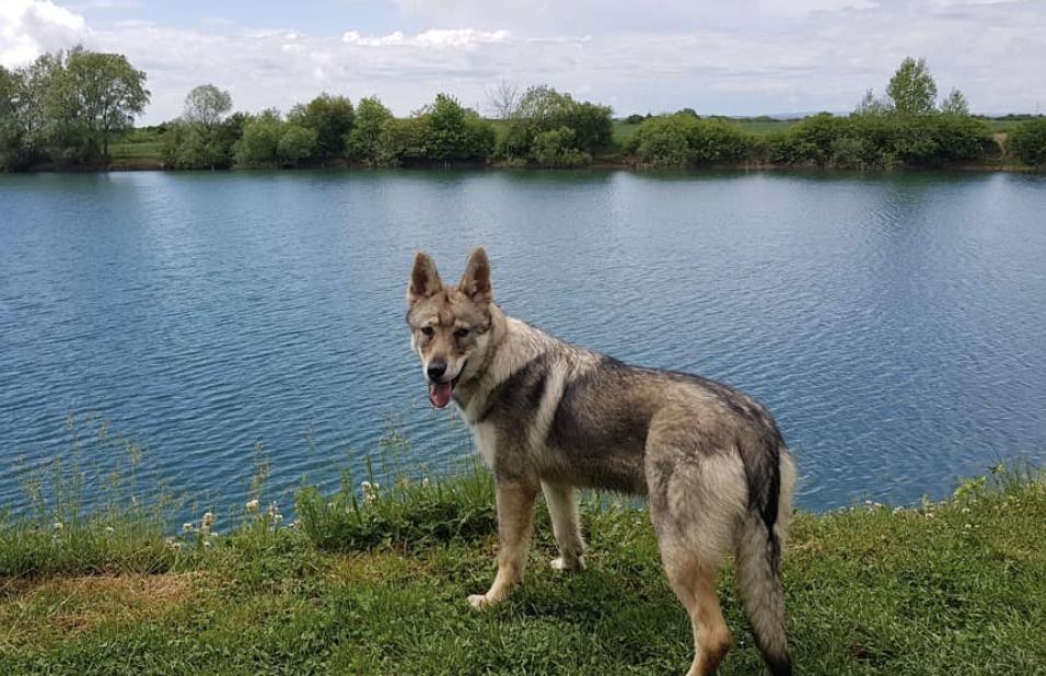 萌犬犬种,萌犬二十种名称