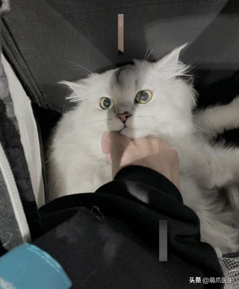 猫吃猫粮死了,go猫粮致猫死亡天猫国际回应