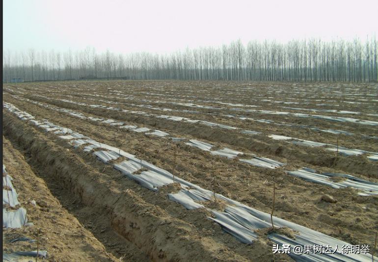 中桃金魁桃特性,桃是浆果类水果