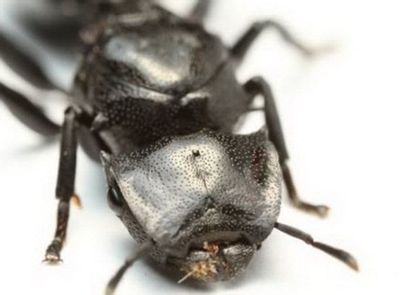 盘点长相怪异的十大虫子。