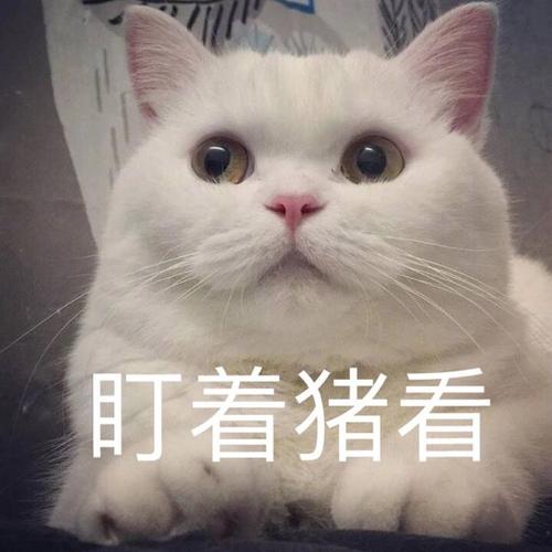 不建议养的10种猫,想养只猫不知道什么品种好