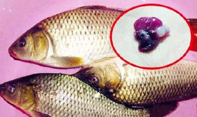 快死的鱼放到河里还能活吗,快死的鱼还在挣扎能活吗