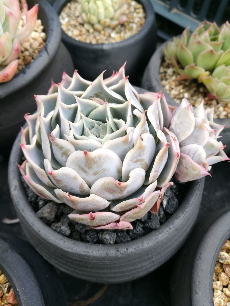 误打误撞的多肉情缘,带我走进多肉小世界!