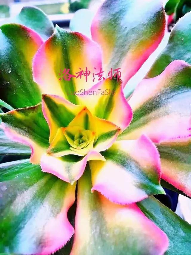 多肉法师韶羞现在能摘心吗,韶羞法师和荷兰玫瑰法师的区别