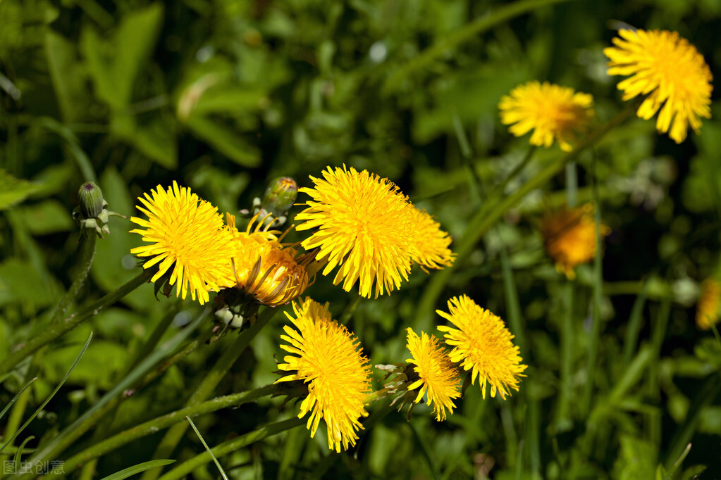 每个十一月生日对应的生日花,365天每天代表生日的花有哪些