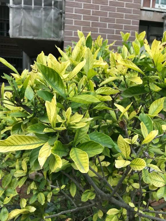 叶子有很多黄色圆圈是什么病,叶子起黄色斑点是缺什么