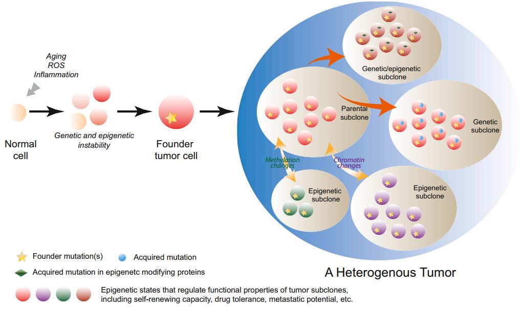 中期胃癌的治疗方案,中期胃癌怎么治疗