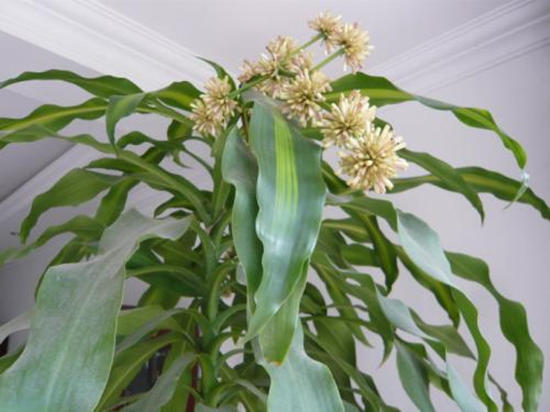 巴西木的叶子太长怎样修剪,巴西木发芽徒长了可以修剪吗