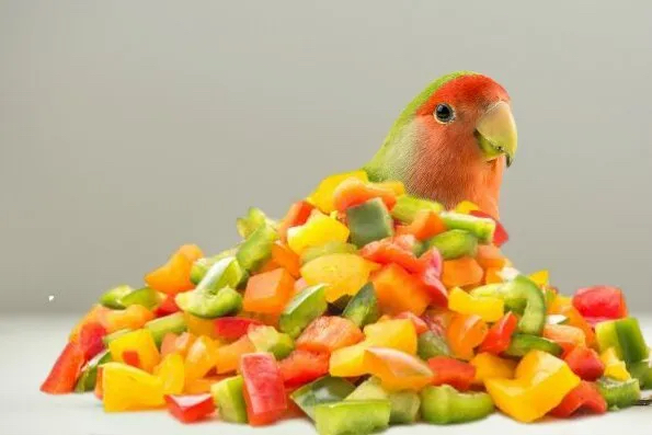 鹦鹉不愿意接触新玩具,鹦鹉不愿意穿衣服怎么办