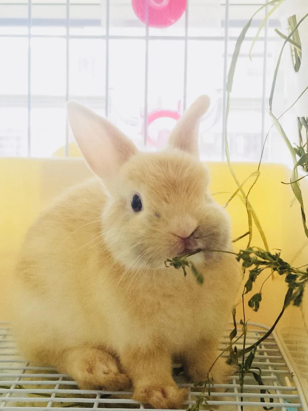 和宠物交流说什么,宠物谈恋爱怎么回事