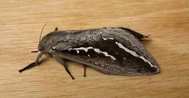 柑橘爆皮虫应该如何防治,柑橘爆皮虫的防治最佳时期