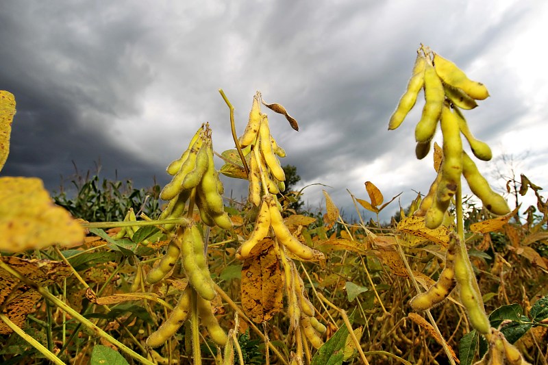 中国大豆种植主产区分布图,中国大豆种植面积视频