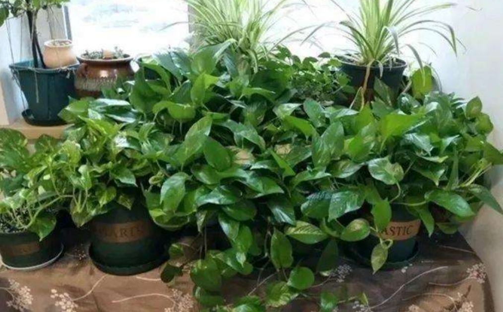 用淘米水浇花会怎么样,淘米水加白醋加糖养花正确方法