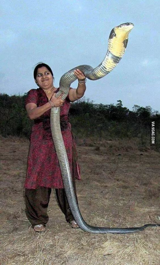 毒蛇的毒性分几种啊,毒蛇毒性排名榜