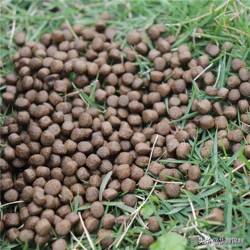 鱼饲料的区别与用途,鱼饲料主要成分有哪些