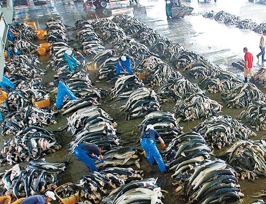 鲸落生万物为什么没有鲨鱼,鲸落为什么突然变成鲨鱼坠落了