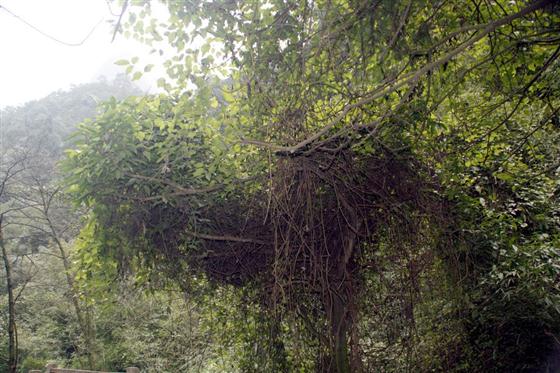 神龙峡：幽谷深深隐桃源