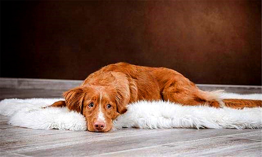 辟谣，狗狗也会腰椎盘突出，不合理运动伤害大，注意三点正确护理