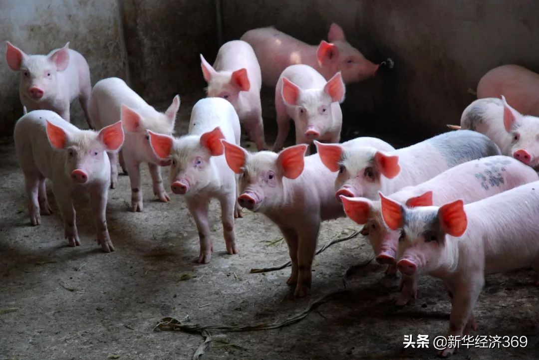 猪肉已连涨三周生意会好吗,猪肉大涨最新信息