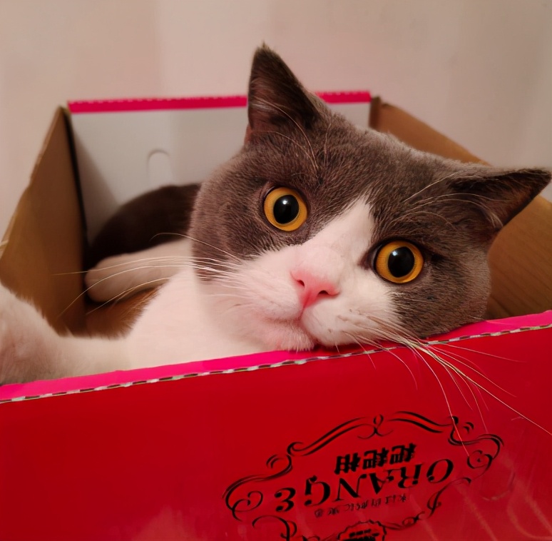 10种最便宜的猫,夏尔特猫市场价