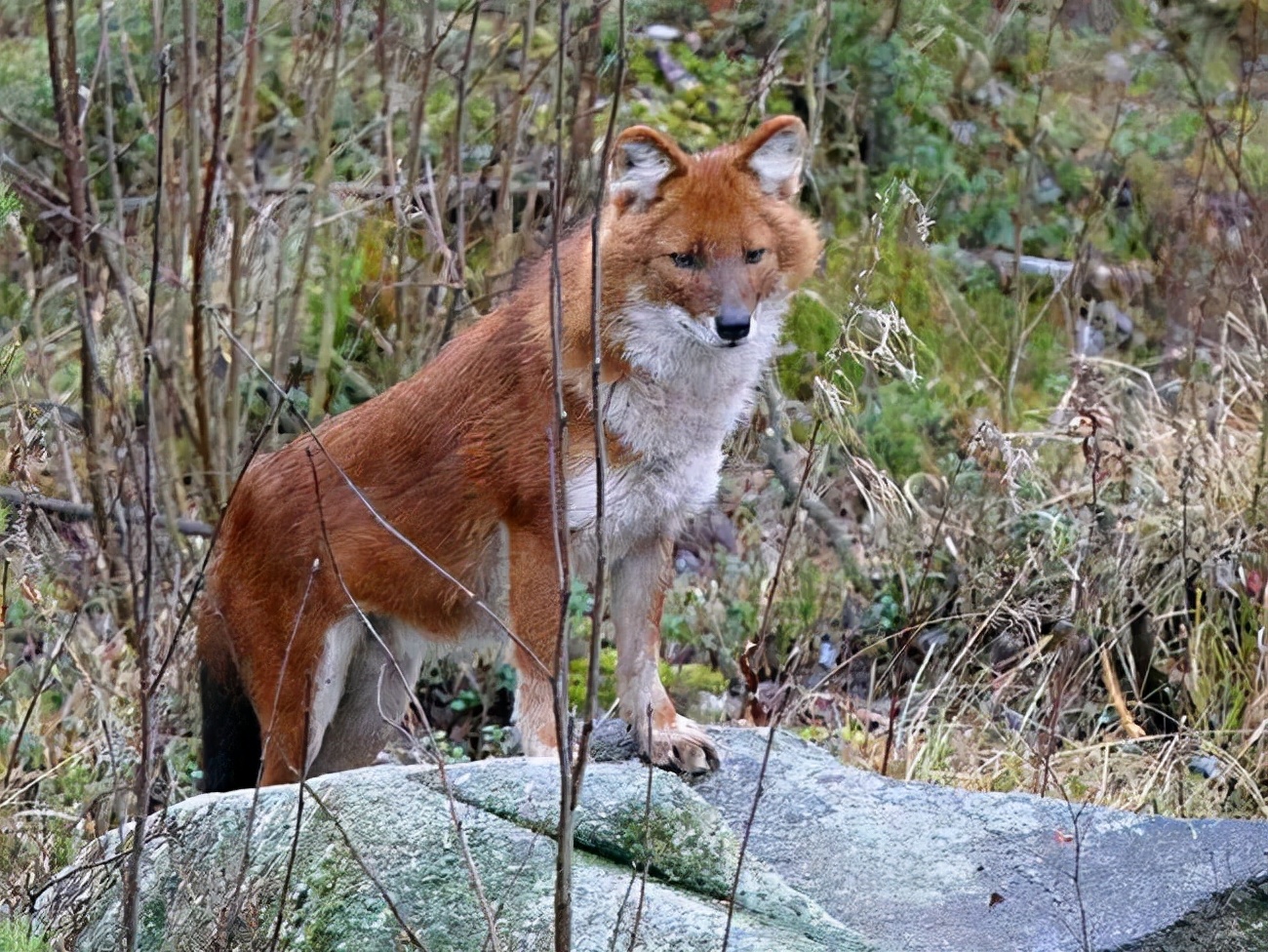 中国野猪都不够吃的为何泛滥成灾,中国野猪近年数量情况