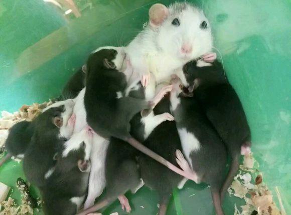 花枝鼠生宝宝后注意事项,两个月的花枝鼠怀孕了怎么办