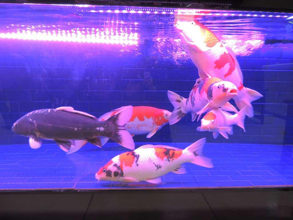 观赏鱼撞缸蹭缸怎么办？