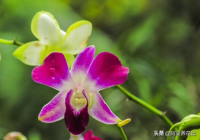 兰花烂根黑腐怎么处理,兰花黑腐