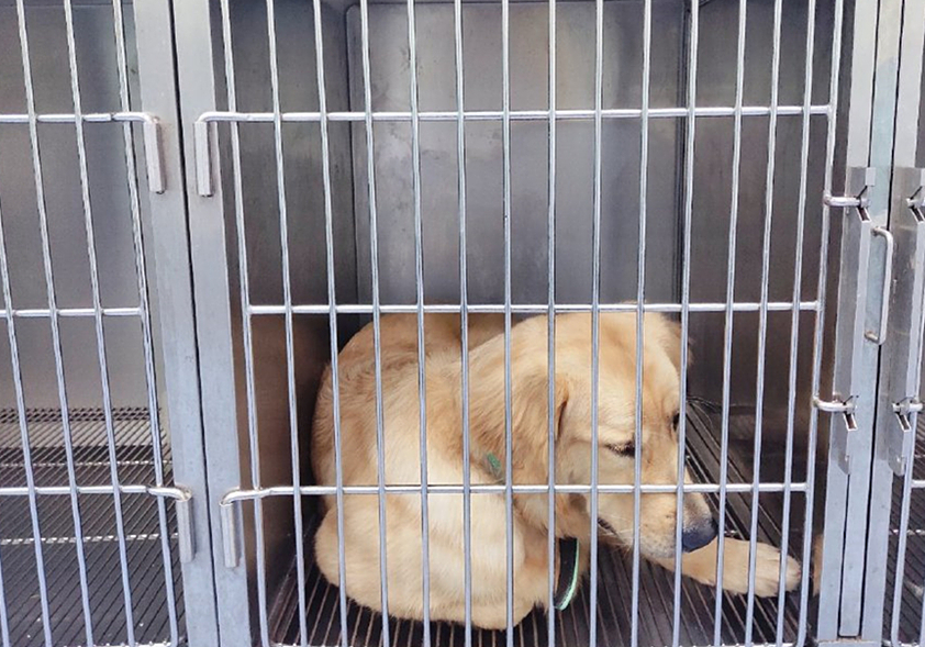 狗狗眼睛长息肉可以保守治疗吗,狗狗眼息肉怎么消除最快