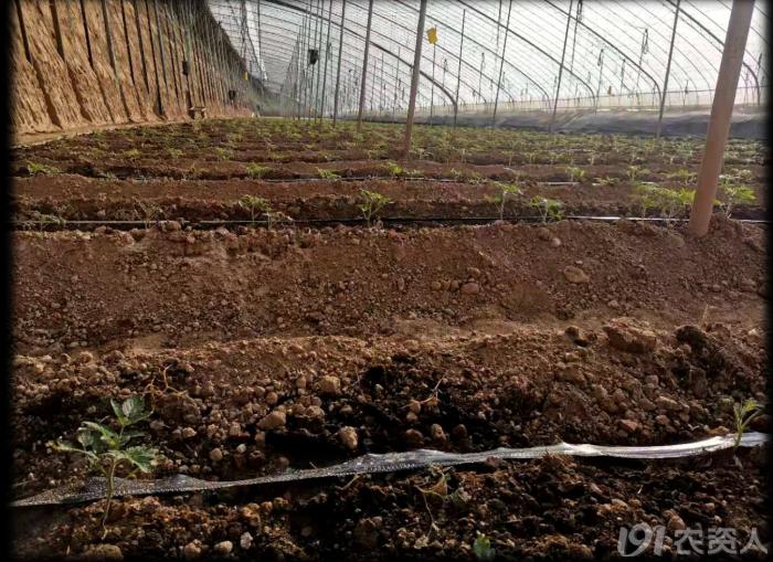 大棚土壤基础知识,大棚土壤养殖基本原理