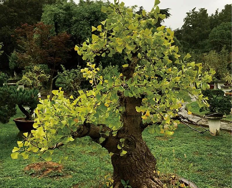 盆景素材十大排名 (什么盆景素材最好)