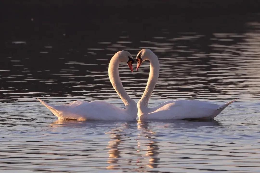 红嘴鸥到哪了,今年的红嘴鸥来了吗