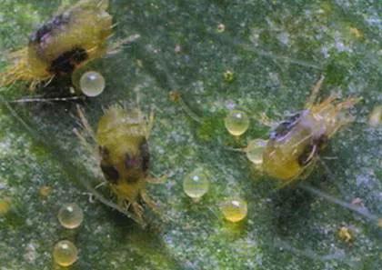 樱桃的常见病虫害及防治方法,樱桃虫害最佳防治方法