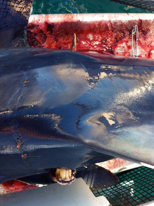 剑鱼vs旗鱼vs金枪鱼谁速度快,游得最快的海洋动物旗鱼