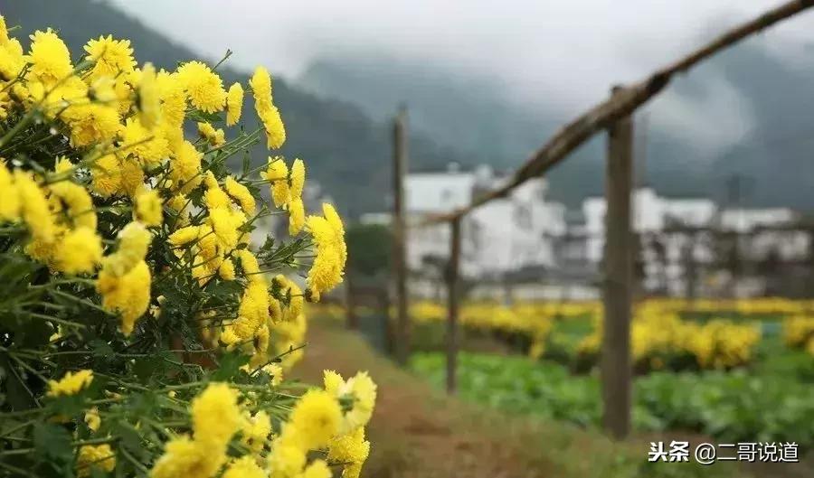 婺源篁岭油菜花摄影,婺源的秋天简直把摄影师逼疯