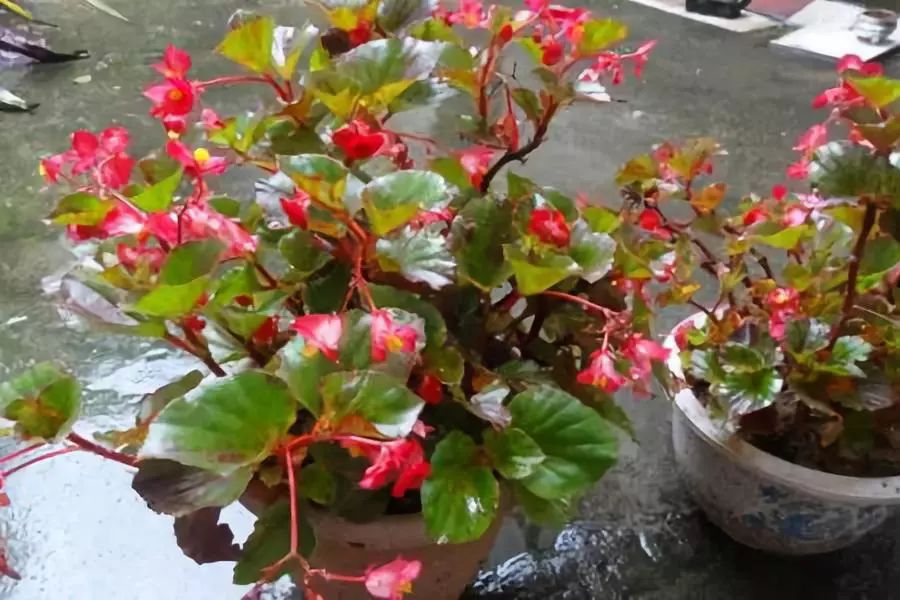 室内宜养的花海棠四季开花吗,四季海棠开花时候施什么肥料好